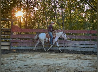 American Quarter Horse, Stallone, 2 Anni, 151 cm, Overo-tutti i colori