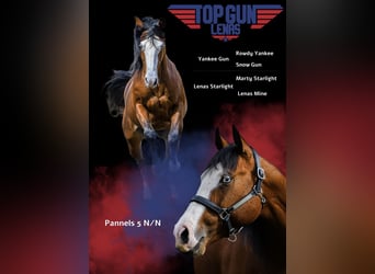 American Quarter Horse, Stallone, 2 Anni, 151 cm, Palomino