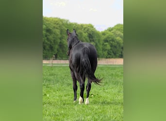 American Quarter Horse, Stallone, 2 Anni, 152 cm, Morello