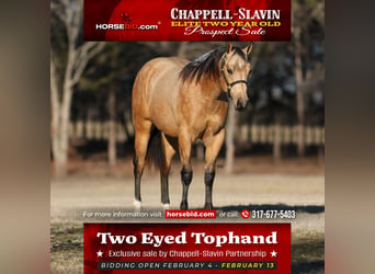 American Quarter Horse, Stallone, 2 Anni, 152 cm, Pelle di daino