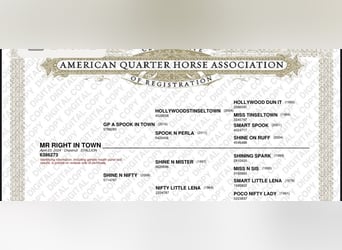 American Quarter Horse, Stallone, 2 Anni, 153 cm, Sauro