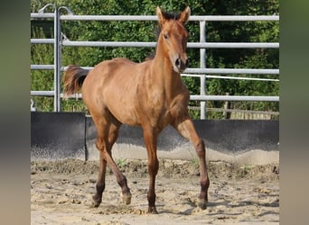 American Quarter Horse, Stallone, 2 Anni, 154 cm, Falbo
