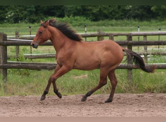 American Quarter Horse, Stallone, 2 Anni, 154 cm, Falbo