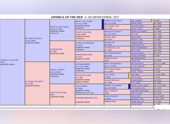 American Quarter Horse, Stallone, 2 Anni, 154 cm, Roano rosso
