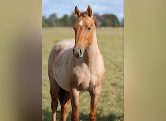 American Quarter Horse, Stallone, 2 Anni, 154 cm, Roano rosso