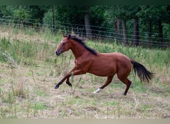 American Quarter Horse, Stallone, 2 Anni, 155 cm, Baio