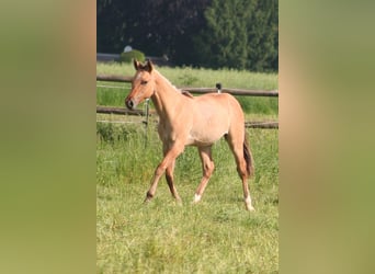 American Quarter Horse, Stallone, 2 Anni, 155 cm, Falbo