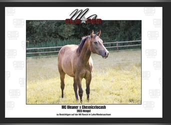 American Quarter Horse, Stallone, 2 Anni, 155 cm, Pelle di daino