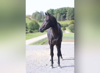 American Quarter Horse, Stallone, 2 Anni, Baio ciliegia