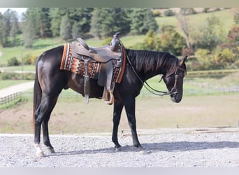 American Quarter Horse, Stallone, 2 Anni, Baio ciliegia