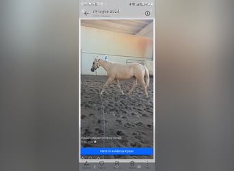 American Quarter Horse, Stallone, 2 Anni, Palomino