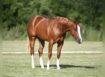 American Quarter Horse, Stallone, 2 Anni, Sauro ciliegia