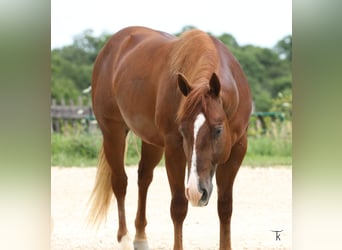 American Quarter Horse, Stallone, 2 Anni, Sauro ciliegia
