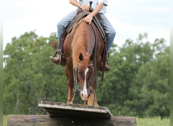 American Quarter Horse, Stallone, 2 Anni, Sauro ciliegia