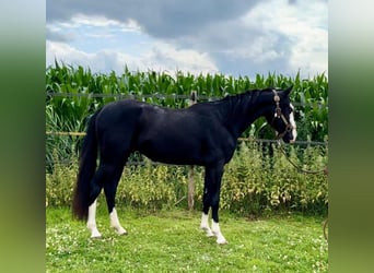 American Quarter Horse, Stallone, 3 Anni, 139 cm, Morello