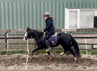 American Quarter Horse, Stallone, 3 Anni, 140 cm, Morello