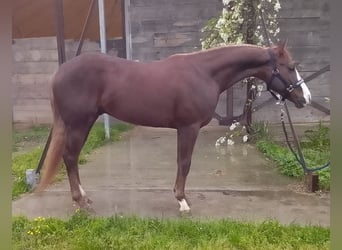 American Quarter Horse, Stallone, 3 Anni, 143 cm, Sauro