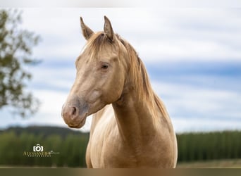 American Quarter Horse, Stallone, 3 Anni, 145 cm, Champagne