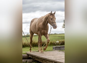 American Quarter Horse, Stallone, 3 Anni, 145 cm, Champagne
