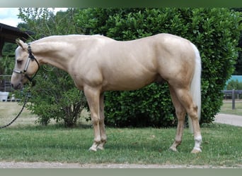 American Quarter Horse, Stallone, 3 Anni, 145 cm, Palomino