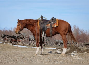 American Quarter Horse, Stallone, 3 Anni, 145 cm, Sauro ciliegia