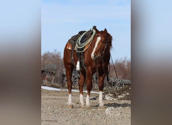 American Quarter Horse, Stallone, 3 Anni, 145 cm, Sauro ciliegia