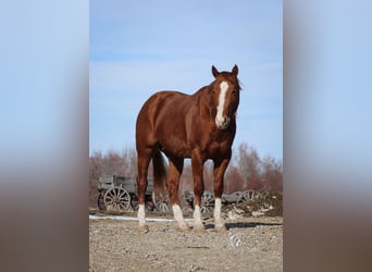 American Quarter Horse, Stallone, 3 Anni, 145 cm, Sauro ciliegia