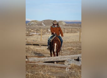 American Quarter Horse, Stallone, 3 Anni, 145 cm, Sauro ciliegia