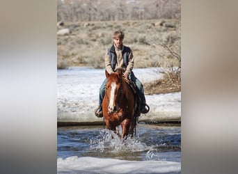 American Quarter Horse, Stallone, 3 Anni, 145 cm, Sauro ciliegia