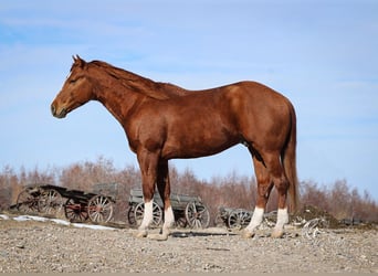 American Quarter Horse, Stallone, 3 Anni, 145 cm, Sauro ciliegia