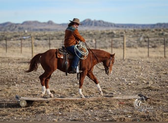 American Quarter Horse, Stallone, 3 Anni, 145 cm, Sauro ciliegia