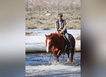 American Quarter Horse, Stallone, 3 Anni, 145 cm, Sauro ciliegia