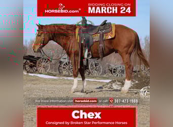 American Quarter Horse, Stallone, 3 Anni, 145 cm, Sauro ciliegia