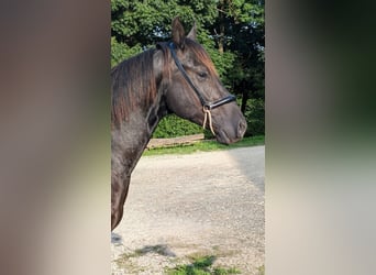 American Quarter Horse, Stallone, 3 Anni, 147 cm, Morello