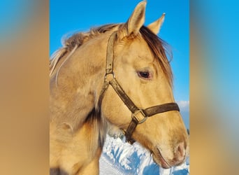 American Quarter Horse, Stallone, 3 Anni, 148 cm, Champagne