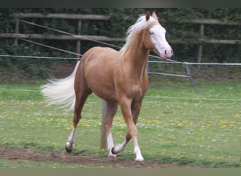 American Quarter Horse, Stallone, 3 Anni, 148 cm, Palomino