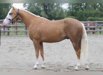 American Quarter Horse, Stallone, 3 Anni, 148 cm, Palomino