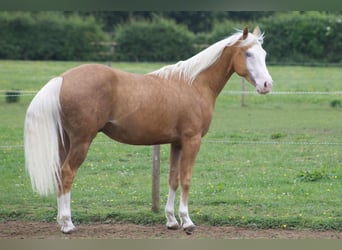 American Quarter Horse, Stallone, 3 Anni, 148 cm, Palomino