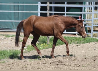 American Quarter Horse, Stallone, 3 Anni, 148 cm