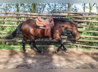 American Quarter Horse, Stallone, 3 Anni, 150 cm