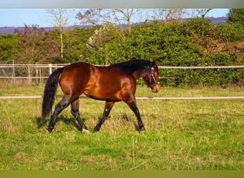 American Quarter Horse, Stallone, 3 Anni, 150 cm