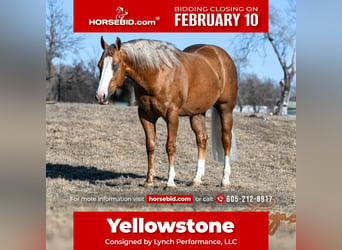 American Quarter Horse, Stallone, 3 Anni, 150 cm, Palomino