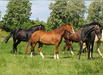 American Quarter Horse, Stallone, 3 Anni, 150 cm, Sauro