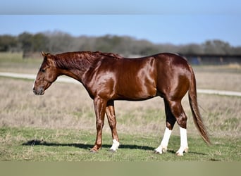 American Quarter Horse, Stallone, 3 Anni, 150 cm, Sauro ciliegia