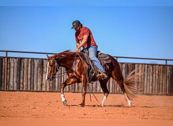 American Quarter Horse, Stallone, 3 Anni, 150 cm, Sauro ciliegia