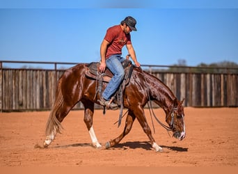 American Quarter Horse, Stallone, 3 Anni, 150 cm, Sauro ciliegia