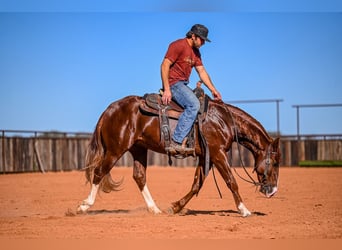 American Quarter Horse, Stallone, 3 Anni, 150 cm, Sauro ciliegia