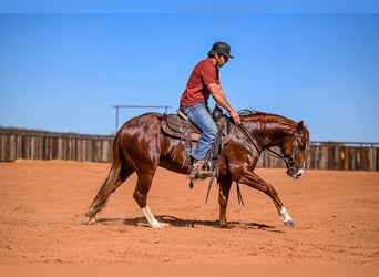 American Quarter Horse, Stallone, 3 Anni, 150 cm, Sauro ciliegia