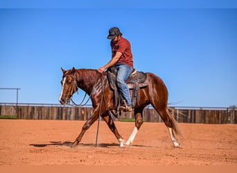 American Quarter Horse, Stallone, 3 Anni, 150 cm, Sauro ciliegia