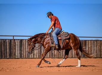 American Quarter Horse, Stallone, 3 Anni, 150 cm, Sauro ciliegia